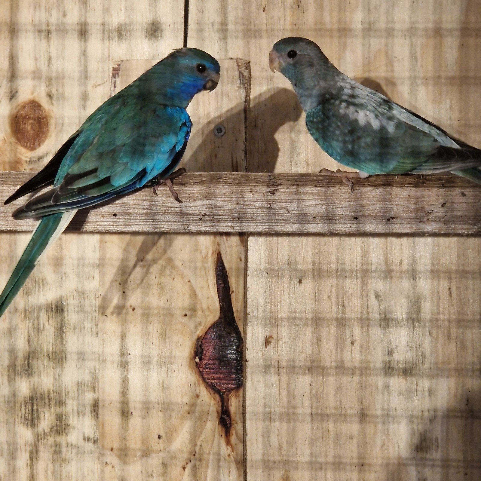 Splendids, Meerdere dieren, Parkiet