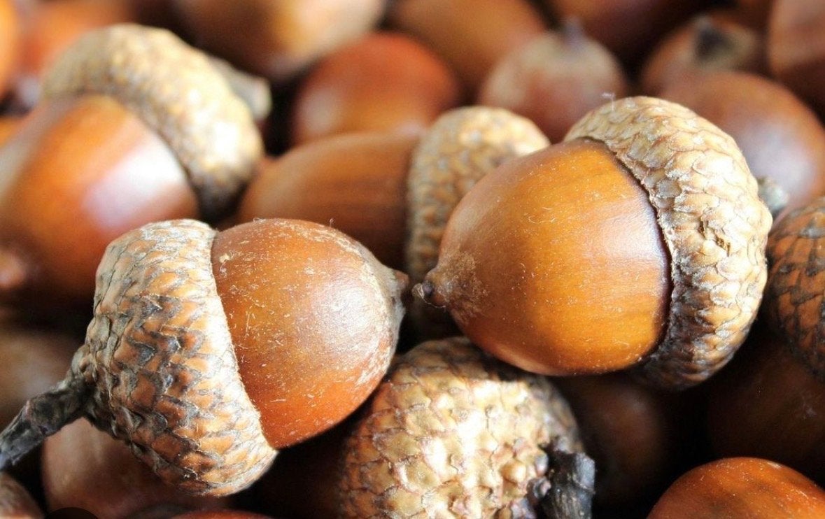 Eikels, vrij van blad en takken gevraagd 0,25€/kg, Ophalen of Verzenden