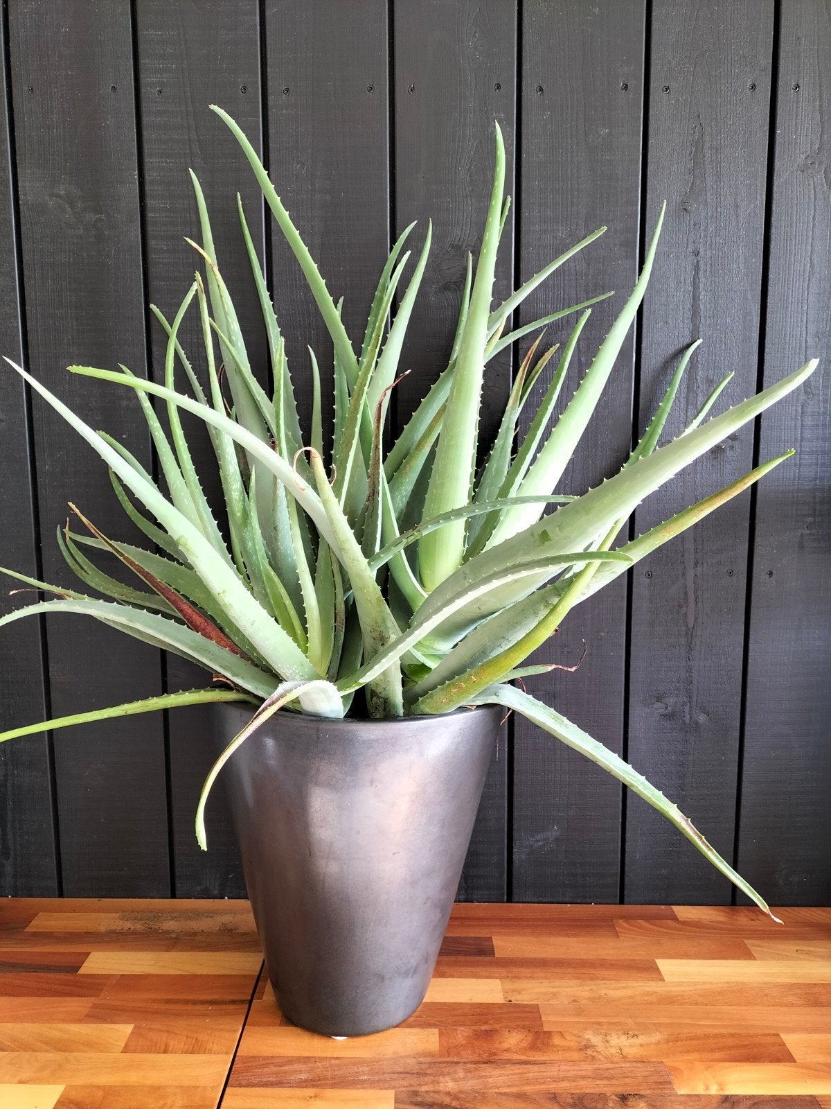 Grote Aloë Vera plant in stijlvolle pot, Ophalen, Halfschaduw, Minder dan 100 cm