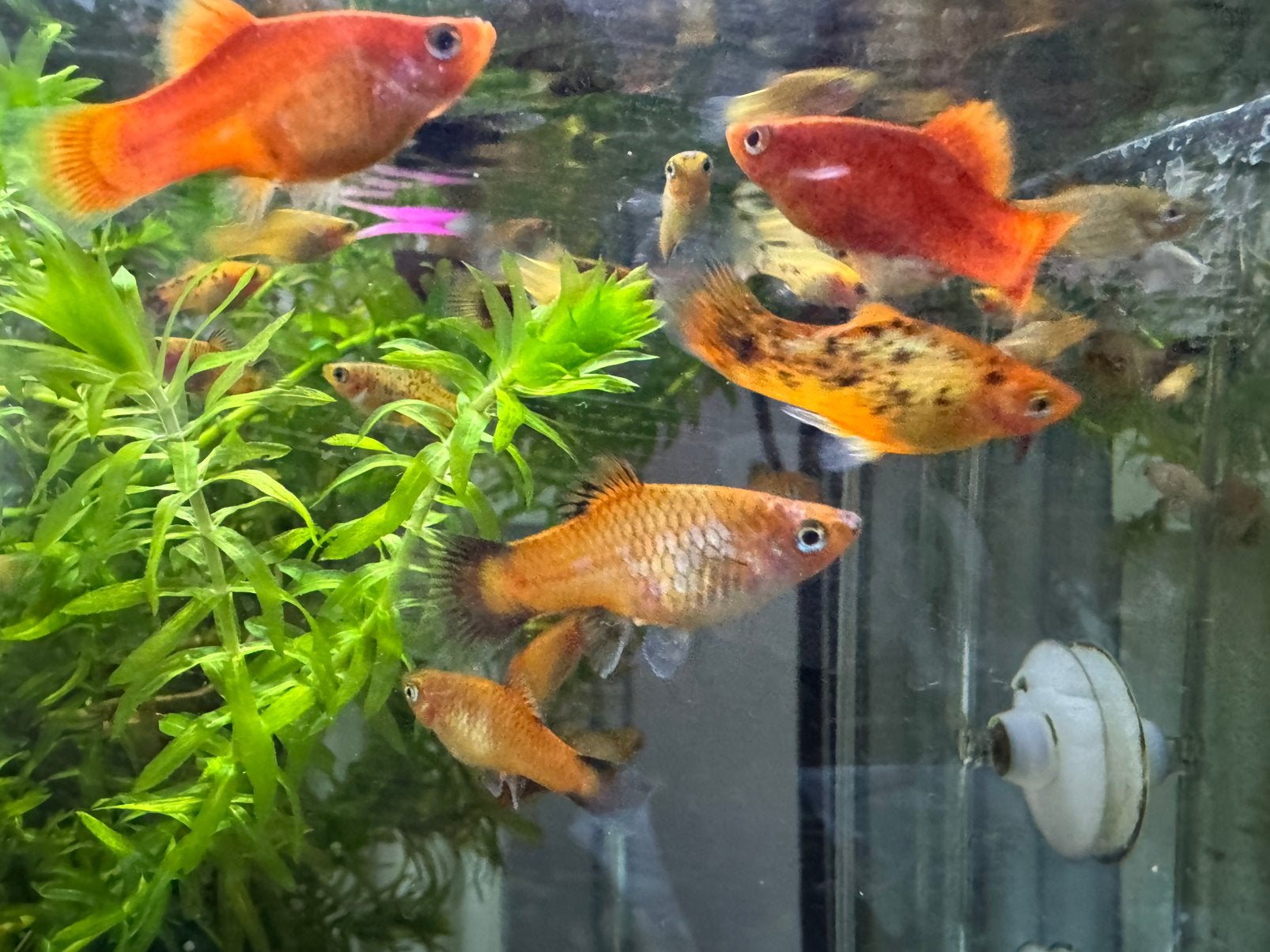 Kleurrijke Platy’s, Dieren en Toebehoren, Vissen | Aquariumvissen, Vis, Zoetwatervis, Schoolvis