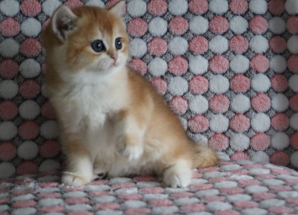 Schattig Brits korthaar golden shaded poesje, Poes, Ontwormd, 0 tot 2 jaar