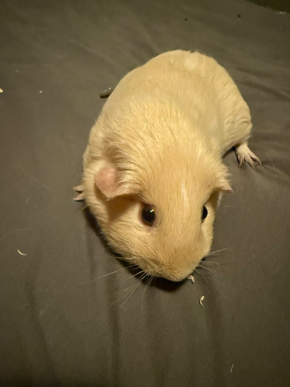 Gladharige cavia Beertje 12 maanden zoekt nieuw huisje, Dieren en Toebehoren, Cavia, Mannelijk, Tam, September
