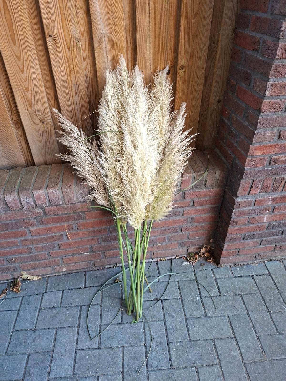Bos van 10 Grote pluimen pampasgras - Decoratieve kunsttakke, Huis en Inrichting, Beige, Ophalen of Verzenden, Zo goed als nieuw