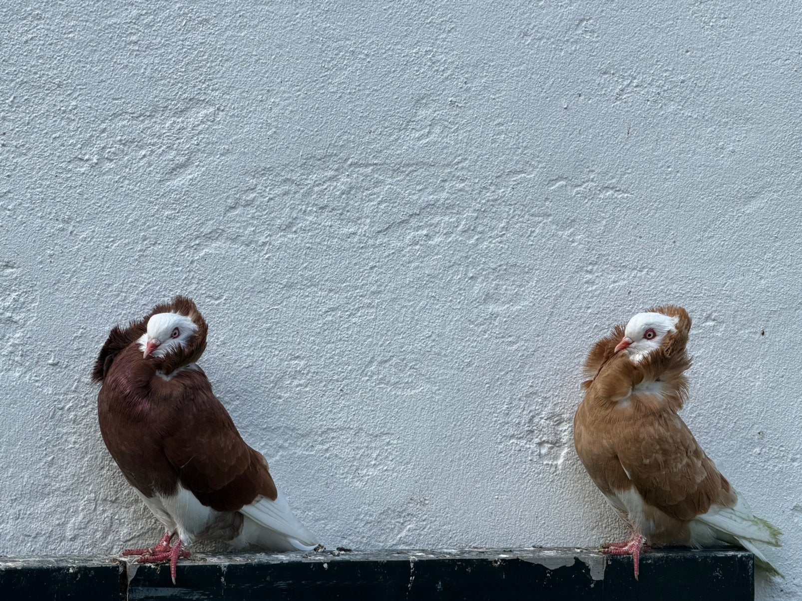 Koppel oud-hollandse Kapucijner duiven, Meerdere dieren, Overige soorten