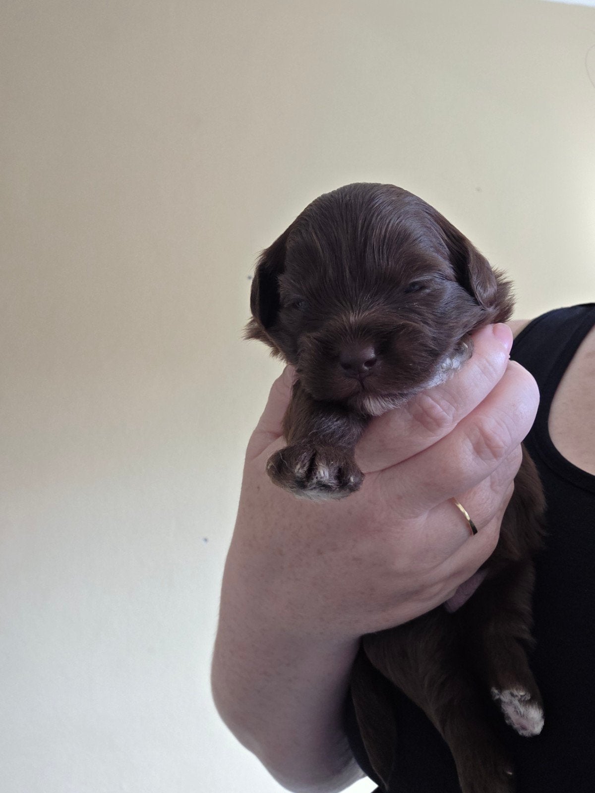 Lieve shih tzu / toy poedel puppyś, Dieren en Toebehoren, Honden | Chihuahua's en Gezelschapshonden, Teef, Overige rassen, Particulier