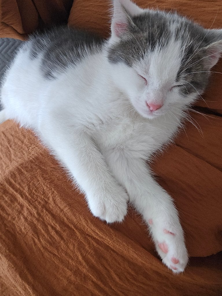 Kitten te koop, Kater, Ontwormd, 0 tot 2 jaar