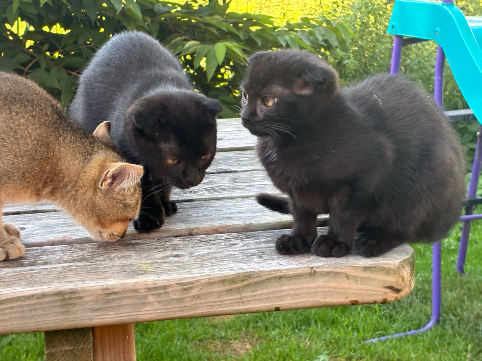 Kittens mogen nest verlaten