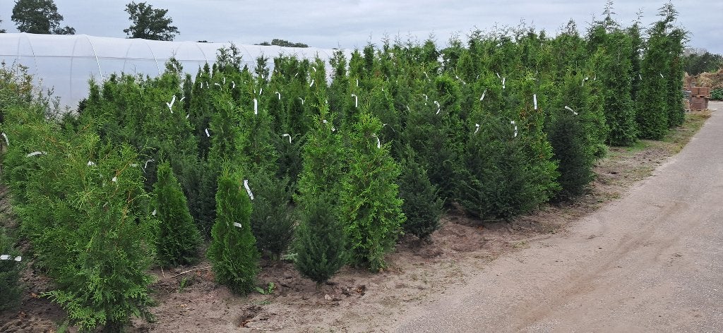 haagconiferen Taxus, Thuja op voorraad van eigen kwekerij, Ophalen, Taxus, Haag, 100 tot 250 cm