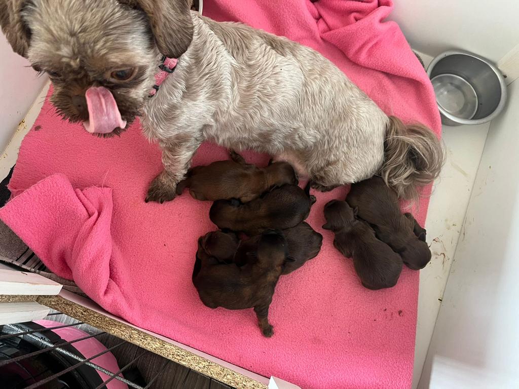 Shihtzu 6 pups choco geboren 30 april speciale kleuren, Overige rassen, 8 tot 15 weken, Parvo, Meerdere