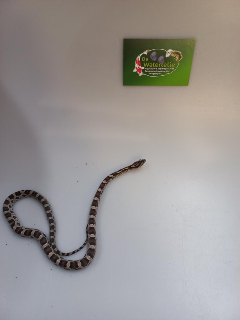 Rattenslang Rat Snake - unknown for sale from De Waterlelie BV