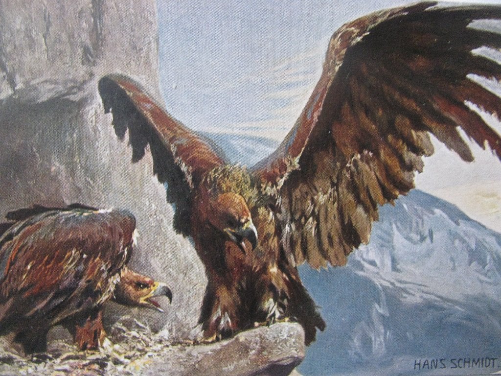 Antieke Vogel Kaart / Gesigneerd - Adelaar, Verzenden, Voor 1920, Ongelopen, Vogel