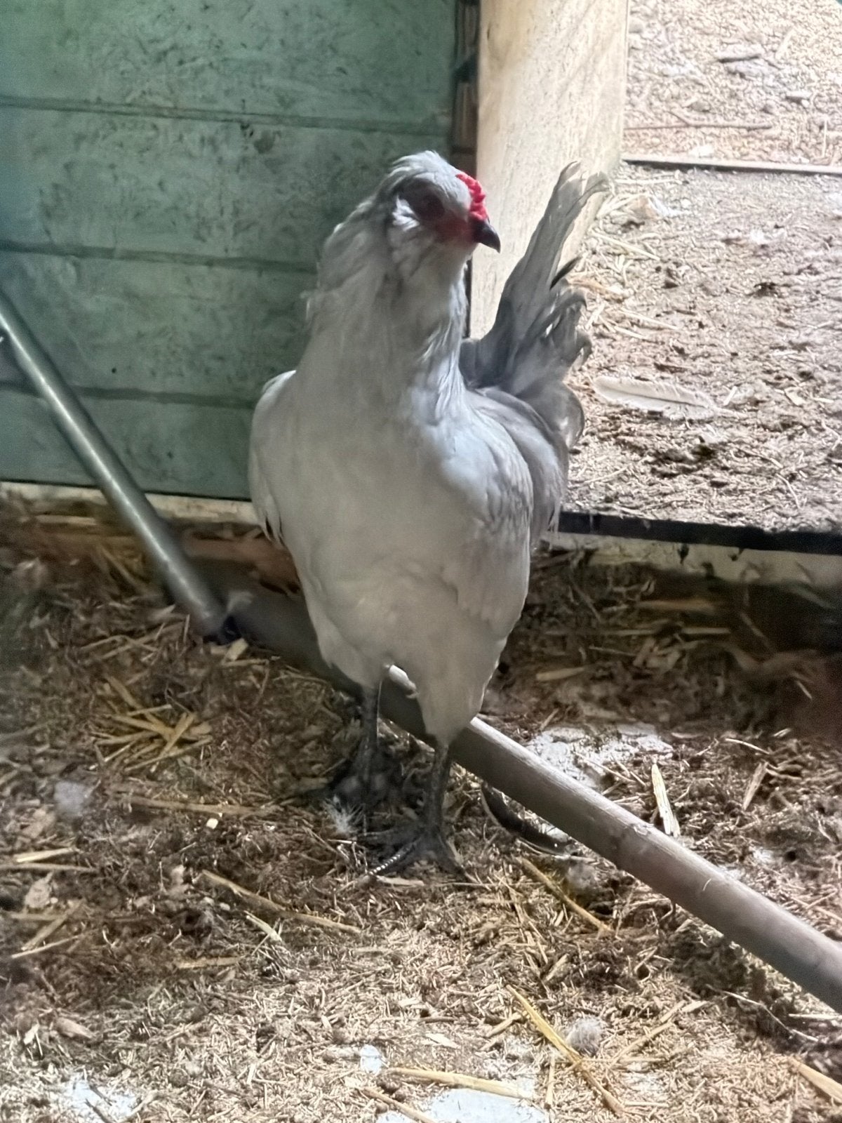 Araucana haan 19 weken, Dieren en Toebehoren, Pluimvee, Mannelijk, Kip