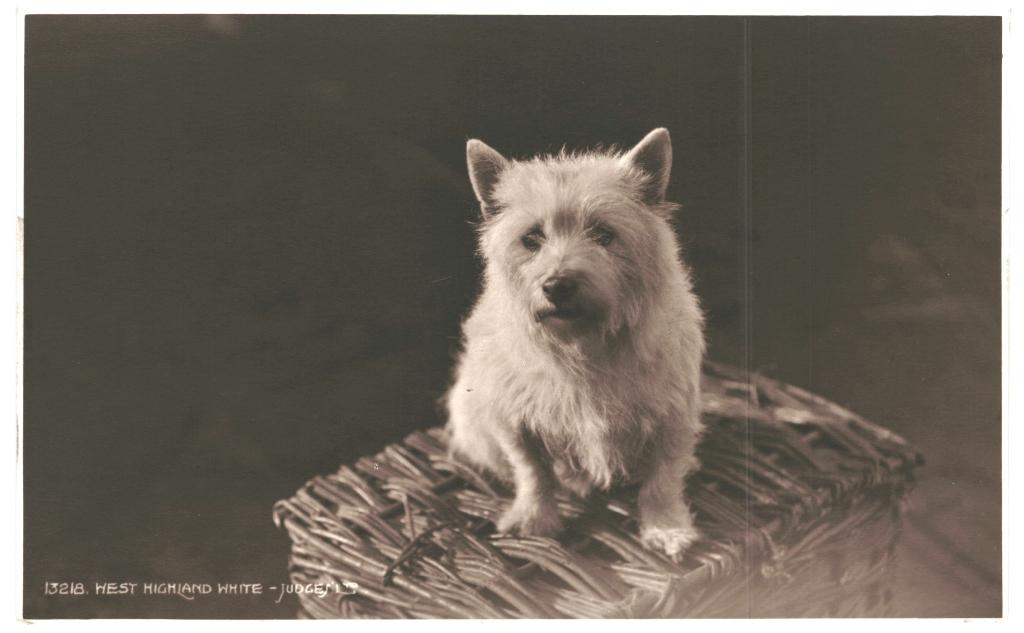 967402	Oude ansichtkaart	Hond	Hondje	West highland, Ophalen of Verzenden, 1920 tot 1940, Ongelopen, Hond of Kat