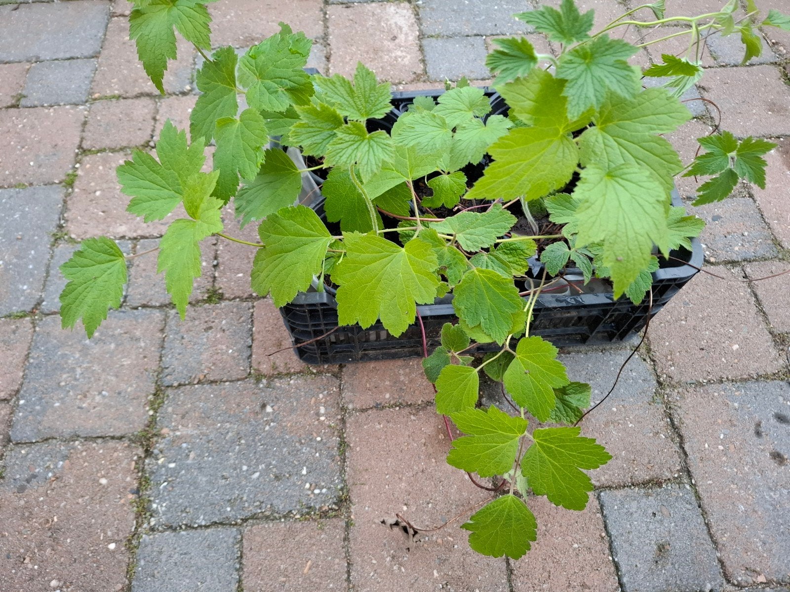 Anemoon Rose, Tuin en Terras, Planten | Tuinplanten, Volle zon, Vaste plant, Zomer, Ophalen
