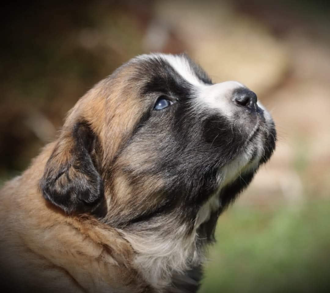 Pyreneese berghond x newfoundlander/leonberger X Tatra, Dieren en Toebehoren, Overige rassen, 8 tot 15 weken, Parvo, Meerdere