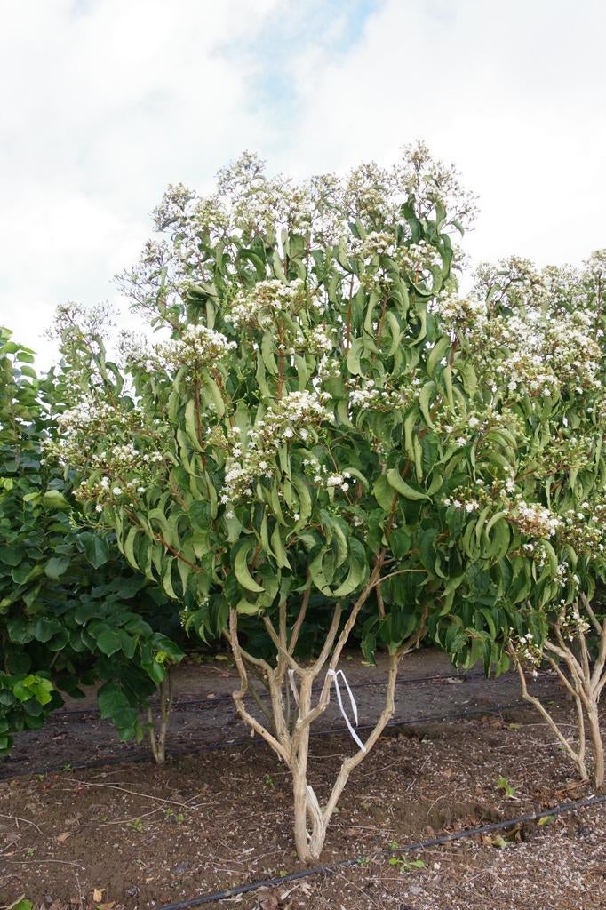 Heptacodium zevenzonenboom meerstam hoogstam, 100 tot 250 cm, Zomer, Volle zon, In pot