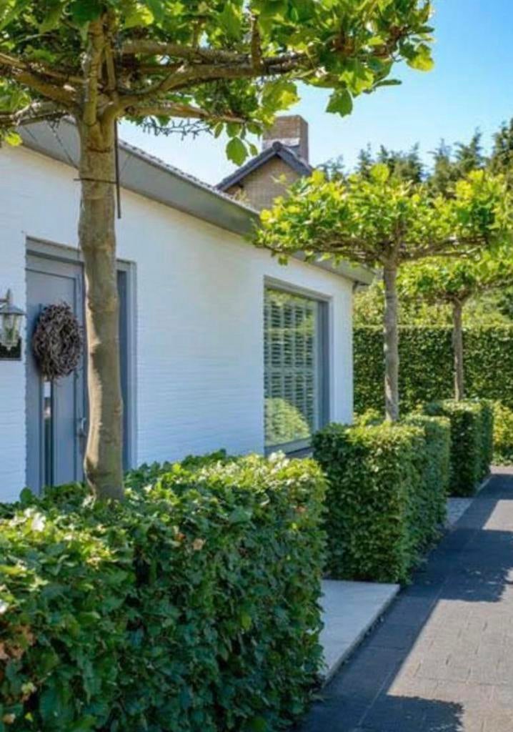 100 x groene beuken 175/200, Tuin en Terras, Ophalen of Verzenden, Beukenhaag, 100 tot 250 cm