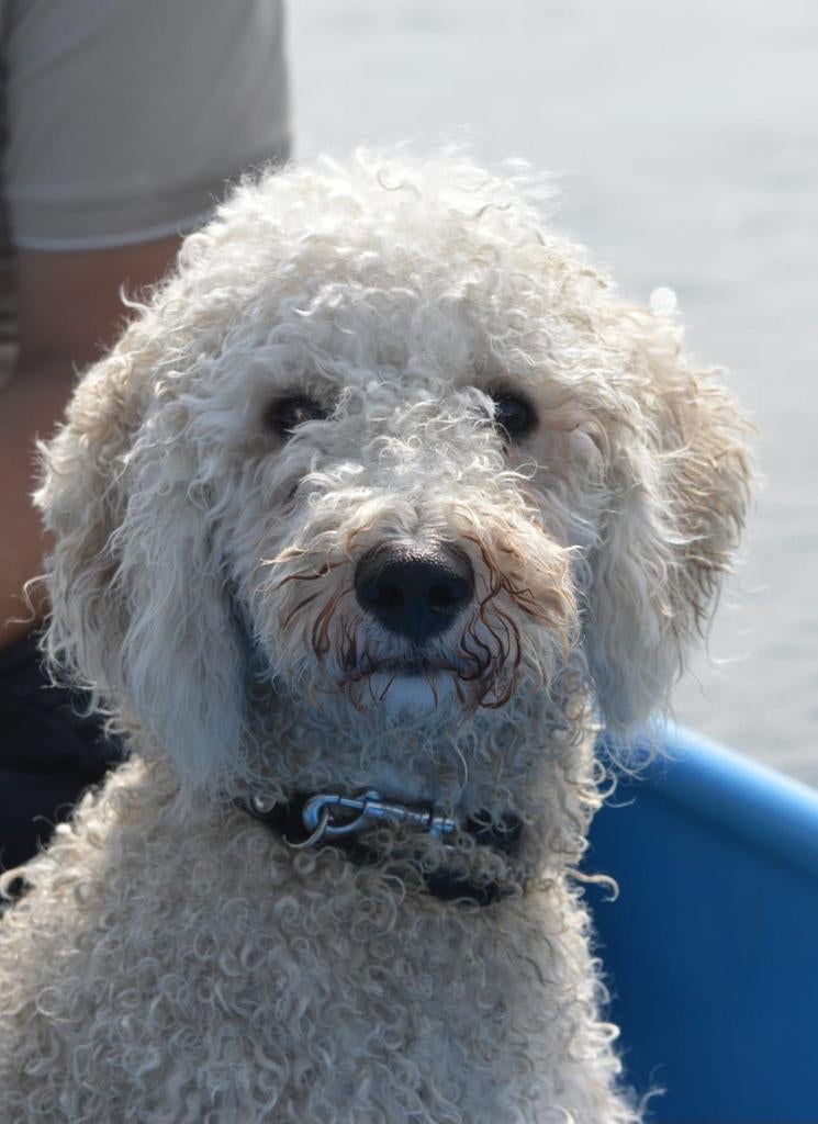 Labradoodle dekreu, Reu, 1 tot 2 jaar, Eén hond, Nederland
