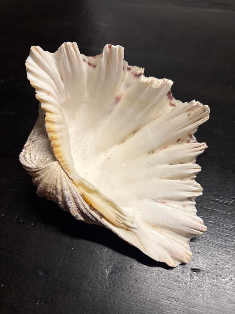 Mooie decoratieve schelp clam shell, Verzamelen, Ophalen of Verzenden