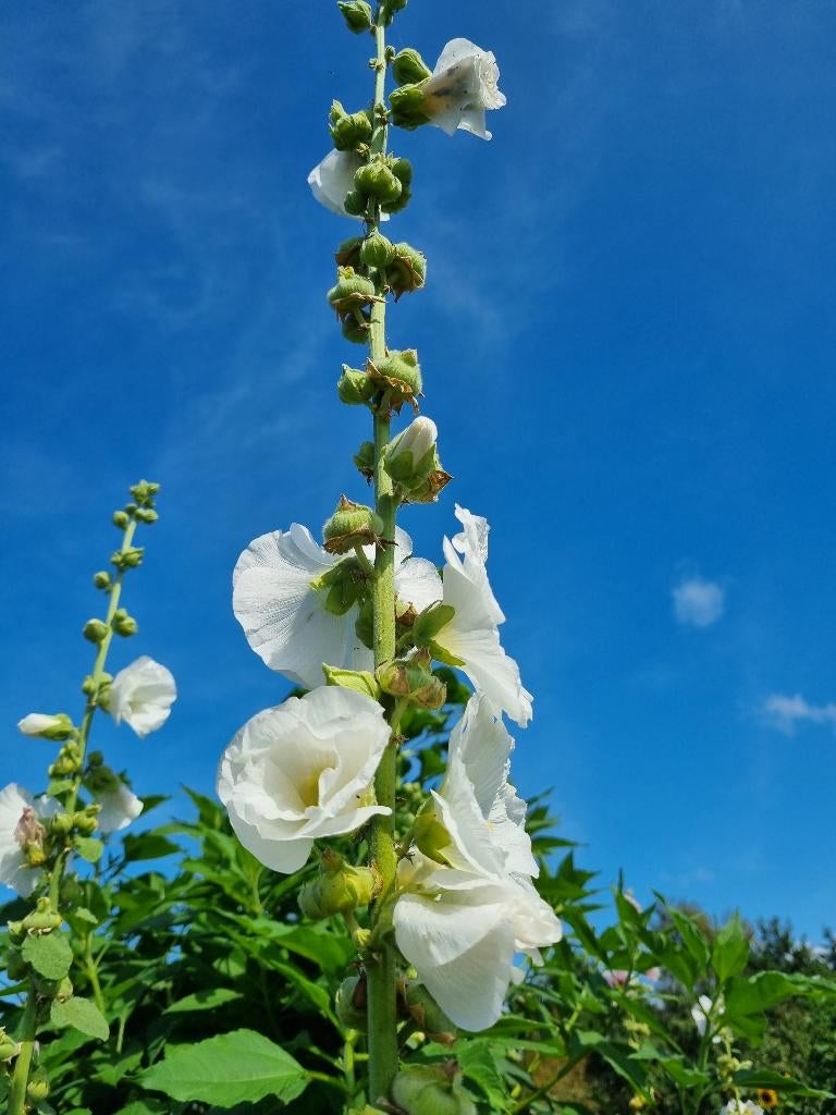 Alcea rosea | witte Stokroos, Verzenden, Voorjaar, Volle zon, Zaad