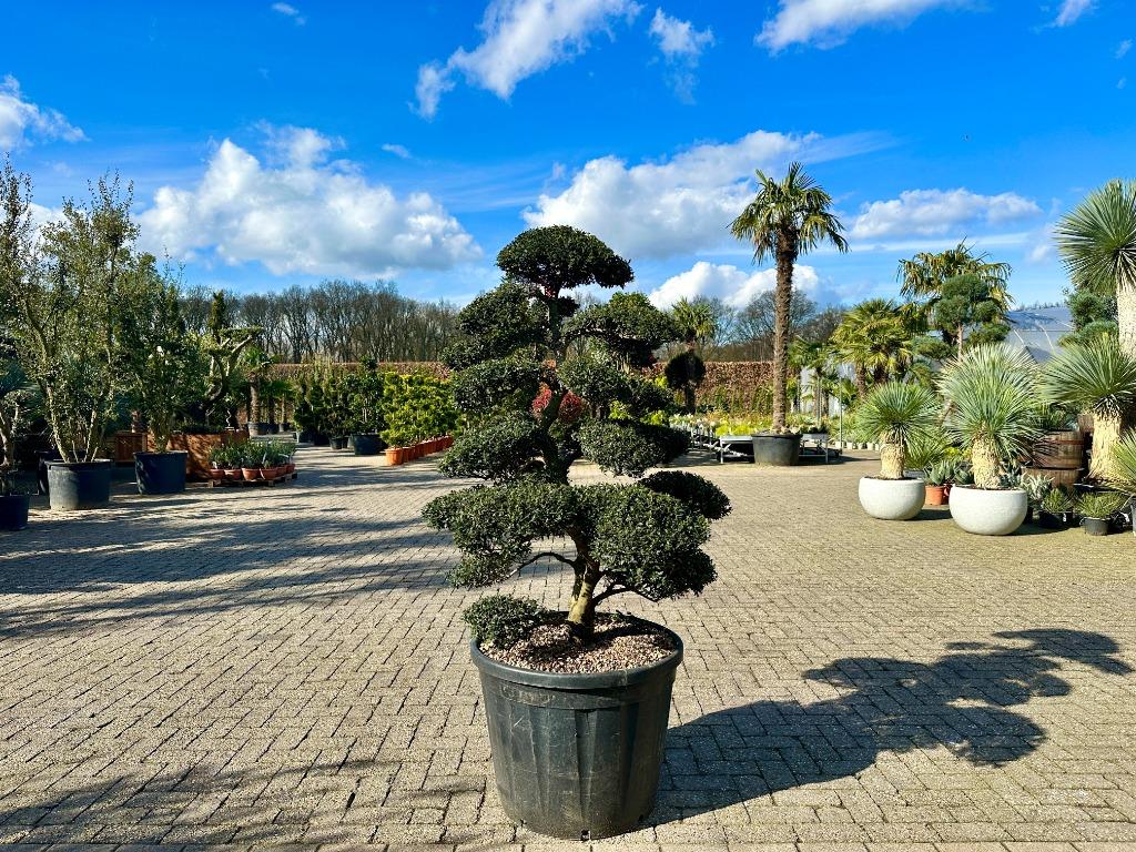 Ilex crenata 'Kinme' tuinbonsai / bonsai te koop!!, Tuin en Terras, In pot, Bloeit niet, Halfschaduw, 100 tot 250 cm