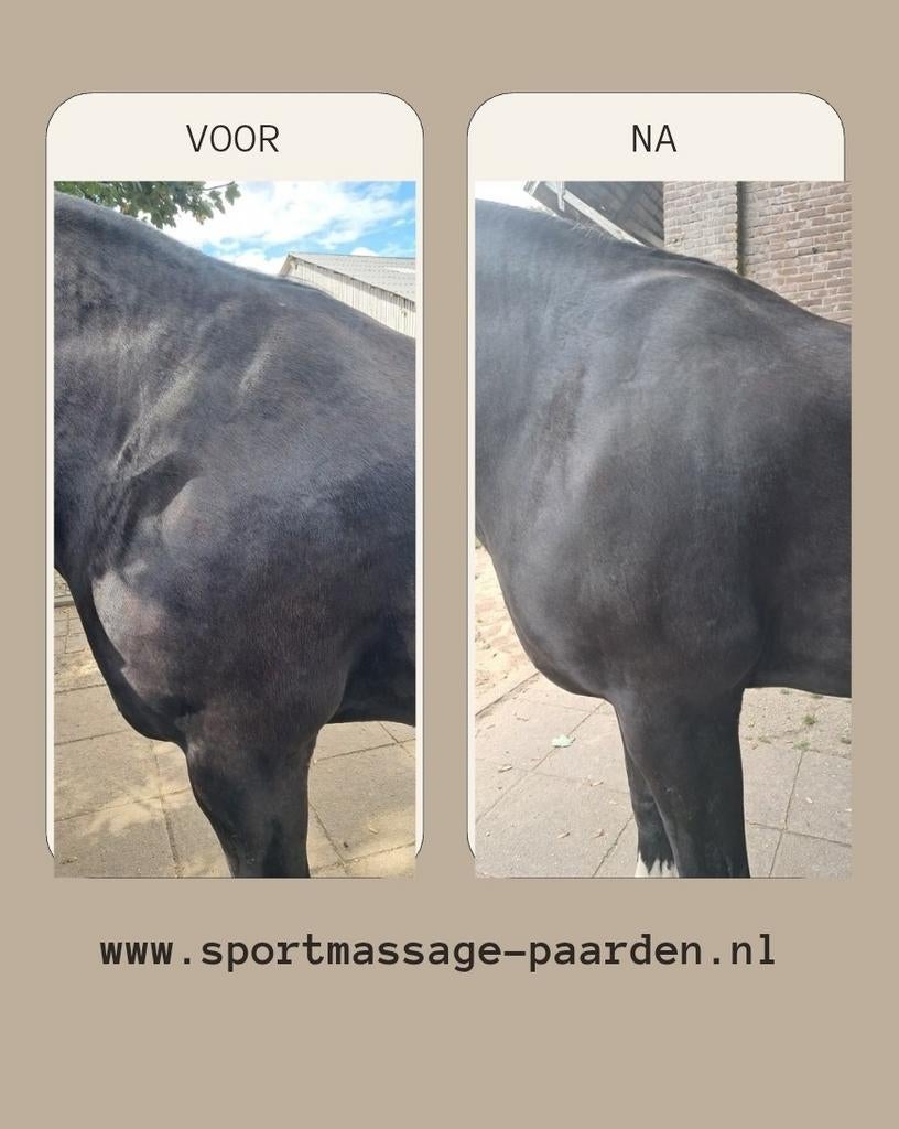 Paardenmassage, NMES, Guasha. Rugklachten paard