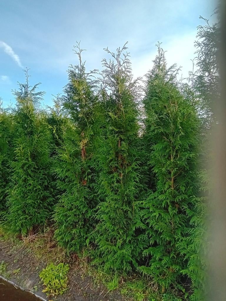 Coniferen Thuja occ. Brabant 300-350, Tuin en Terras, Planten | Struiken en Hagen, Ophalen, Conifeer, 100 tot 250 cm