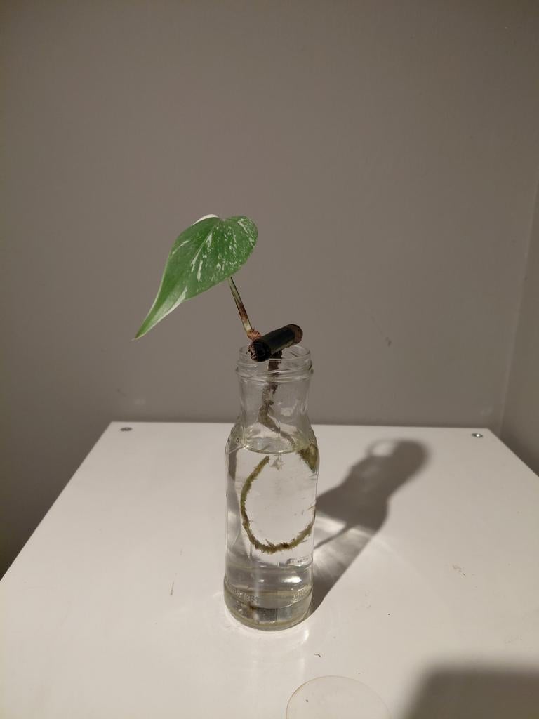 Monstera Albo Variegata op water, Ophalen of Verzenden, Halfschaduw, Minder dan 100 cm