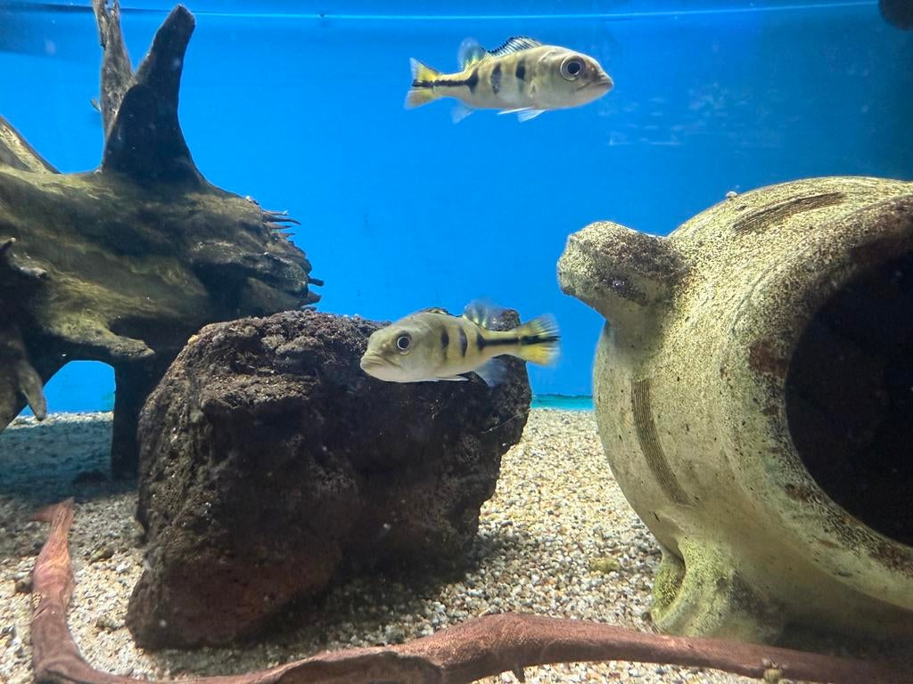 Cichla Kelberi, Dieren en Toebehoren, Vissen | Aquariumvissen, Vis