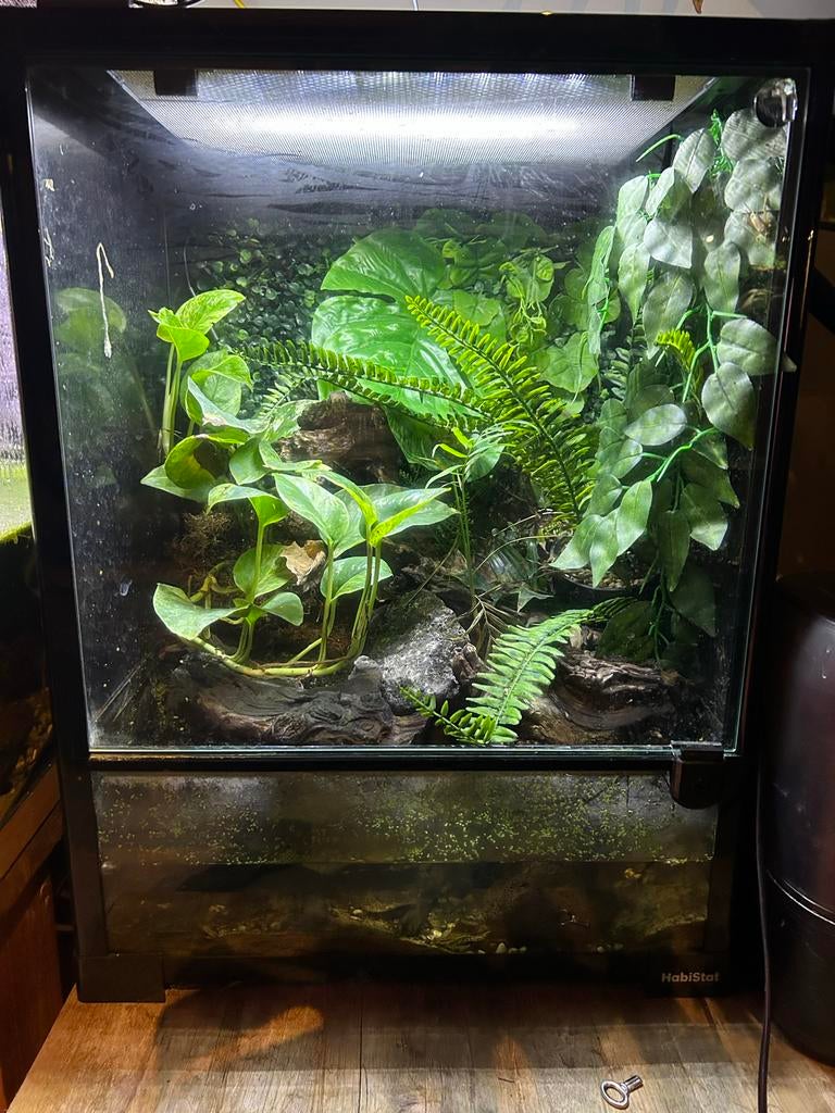 paludarium met moskikker, Ophalen, Nieuw, Terrarium of Paludarium