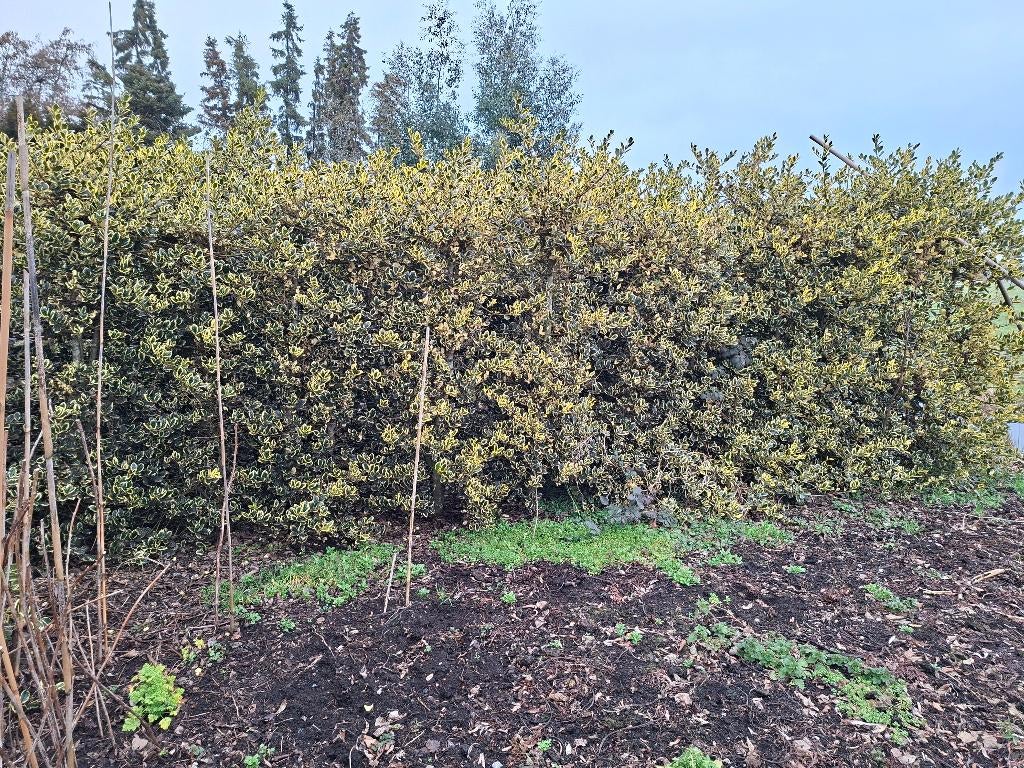 ilex/bonte hulst, Ophalen, Gebruikt