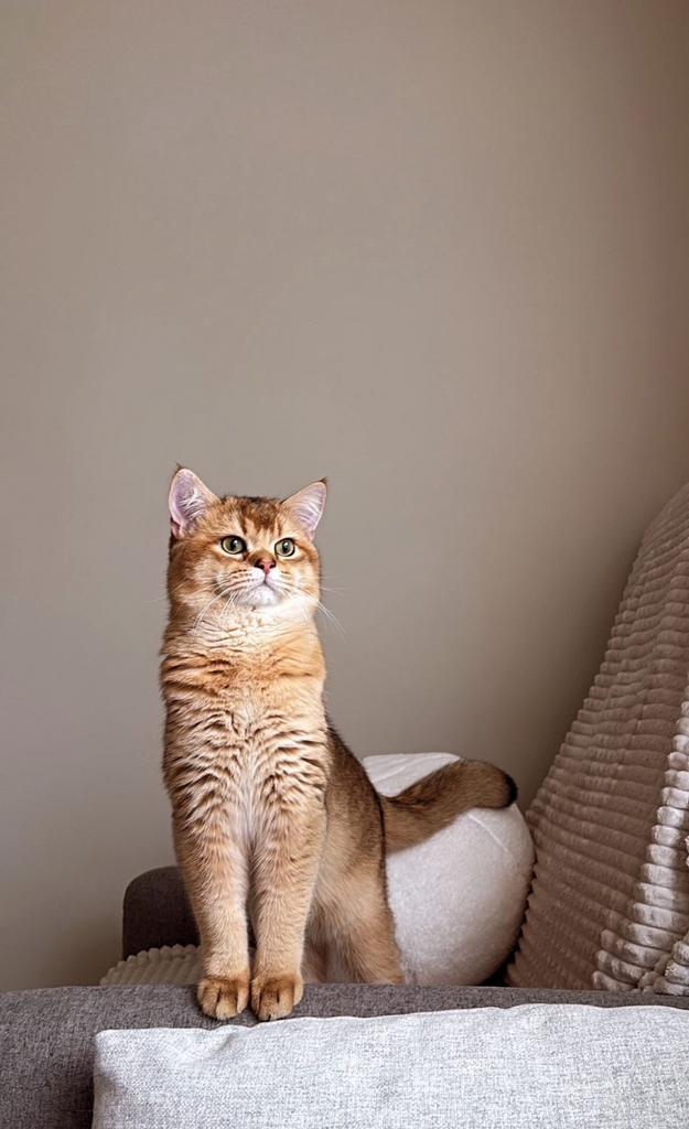 DEKKATER NIET TE KOOP Golden Shaded Britse Korthaar