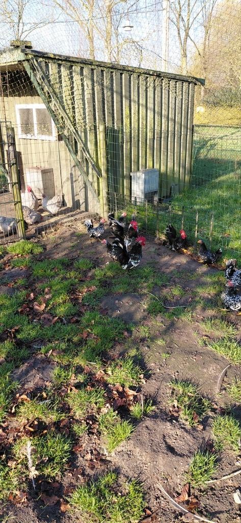 Te koop 2 Chabo zwart wit gepareld hanen