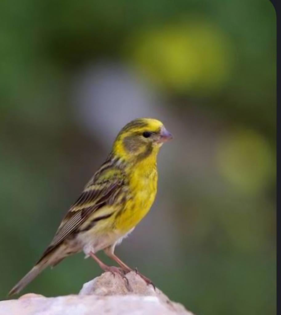 Gezocht Europese kanaries, Dieren en Toebehoren, Vogels | Kanaries, Meerdere dieren, Kleurkanarie