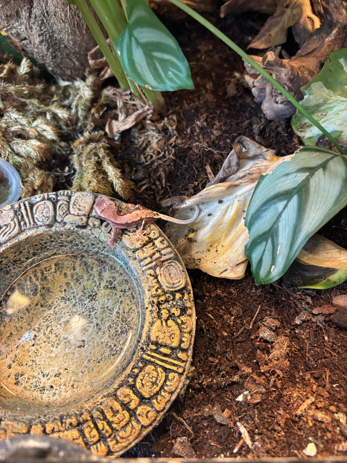 Wimper gecko, Dieren en Toebehoren, Reptielen en Amfibieën, Hagedis, 0 tot 2 jaar