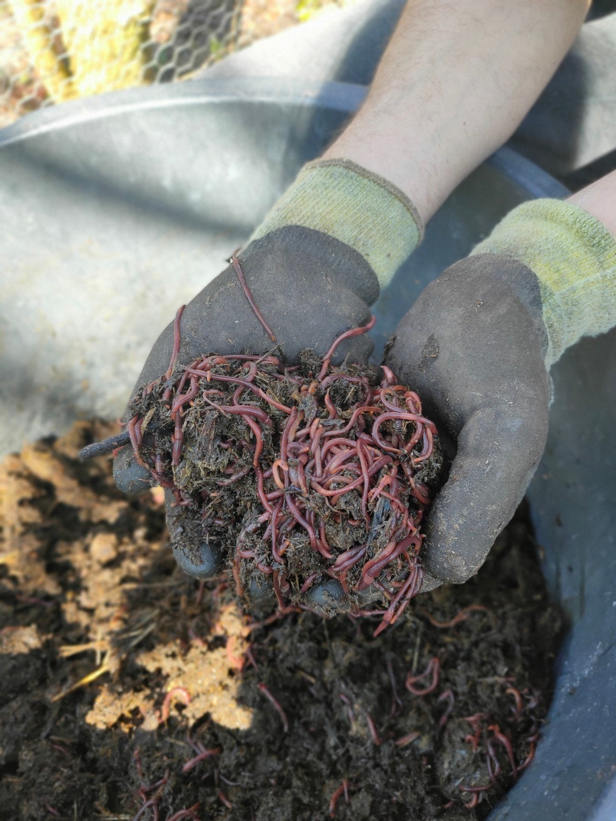 Compostwormen, tijgerwormen, Tuin en Terras, Aarde en Mest, Ophalen of Verzenden