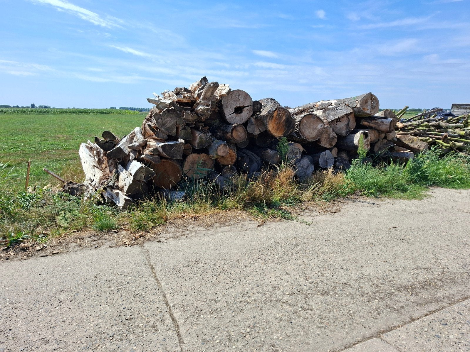 Stammen hout - Diverse houtsoorten, Tuin en Terras, Haardhout, 6 m³ of meer, Ophalen of Verzenden, Overige houtsoorten, Stammen