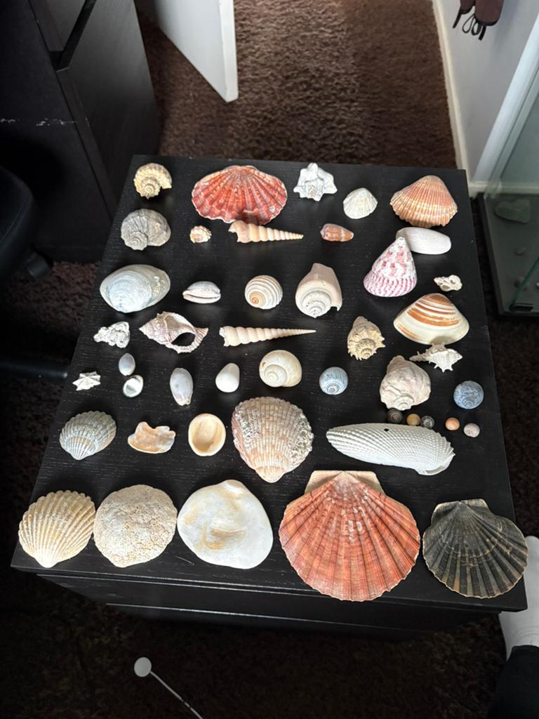Schelpen verzameling, Verzamelen, Mineralen en Fossielen, Ophalen of Verzenden, Schelp(en)