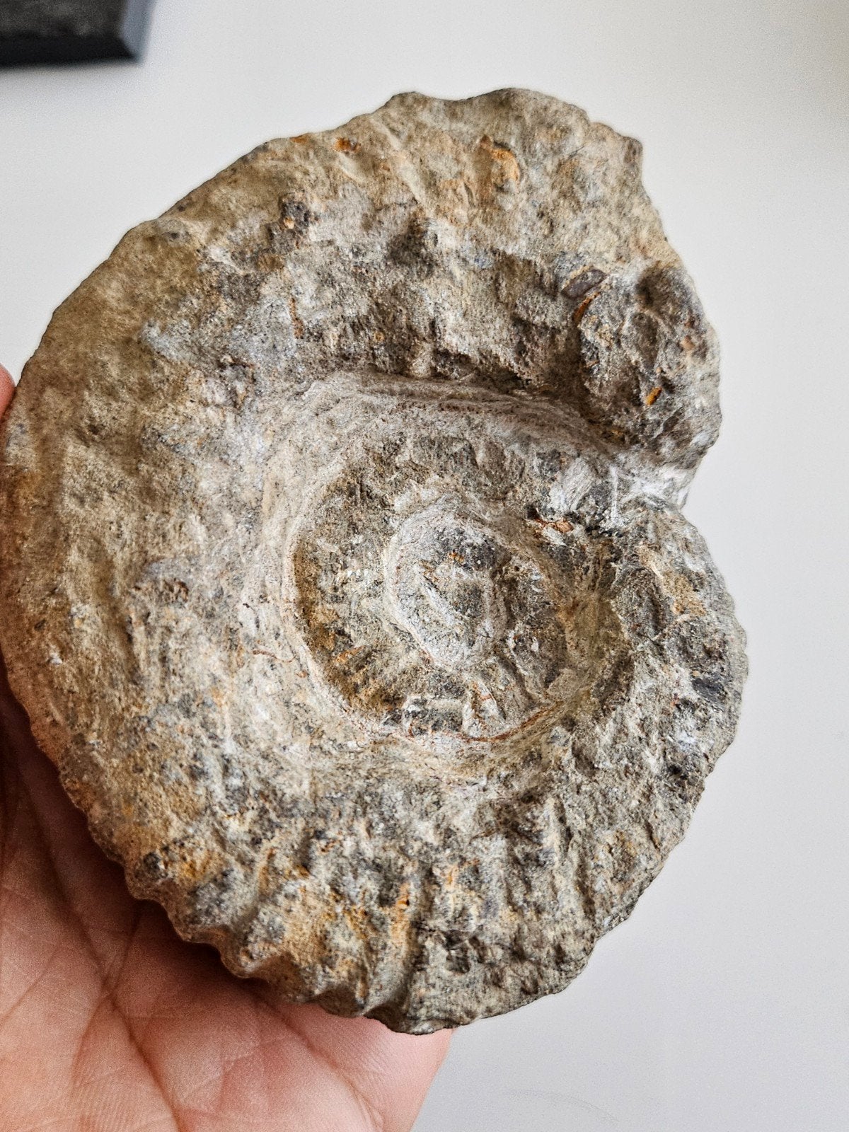 Grote Ammoniet Fossiel - Uniek Prehistorisch Stuk, Ophalen of Verzenden, Fossiel
