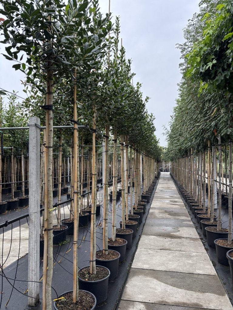 Ilex ‘Nellie R. Stevens’ – Hulst 8/10 & 10/12 cm, In pot, Herfst, Halfschaduw, Minder dan 100 cm