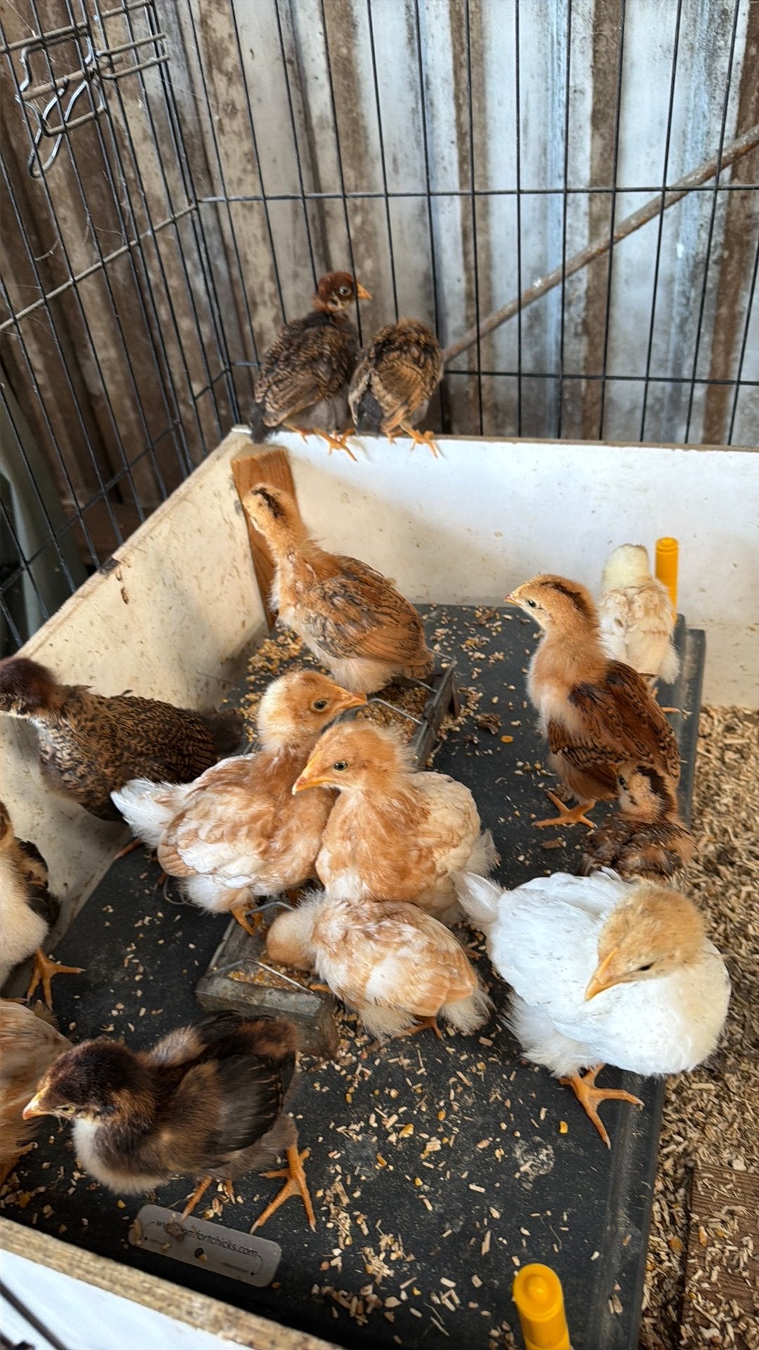 Hele mooie kuikentjes te koop, Legkippen., Dieren en Toebehoren, Pluimvee, Vrouwelijk, Kip