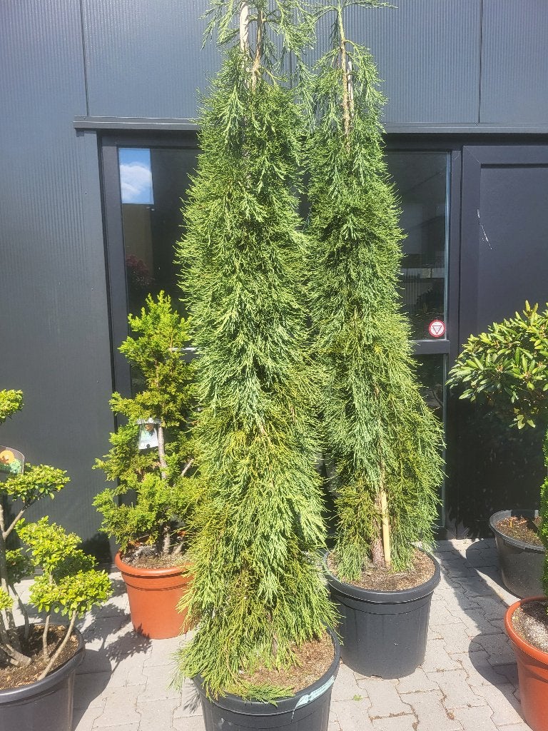 Sequoiadendron gig."Pendulum", Tuin en Terras, Planten | Bomen, Bloeit niet, Ophalen of Verzenden, 100 tot 250 cm, Zuilboom