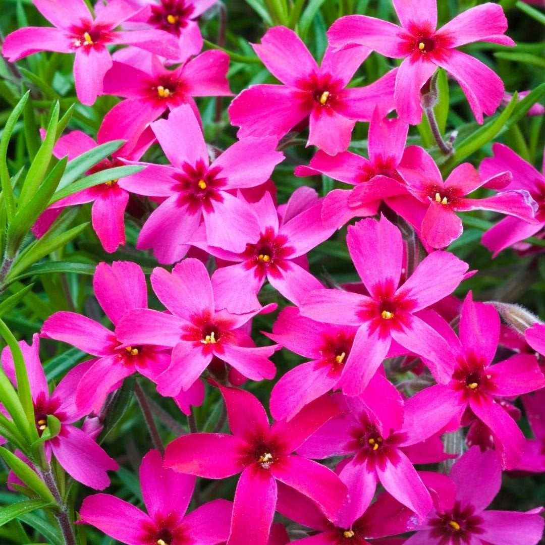 Phlox subulata 'Scarlet Flame' / Kruipphlox P9 pot, Ophalen of Verzenden, Vaste plant, Bodembedekkers
