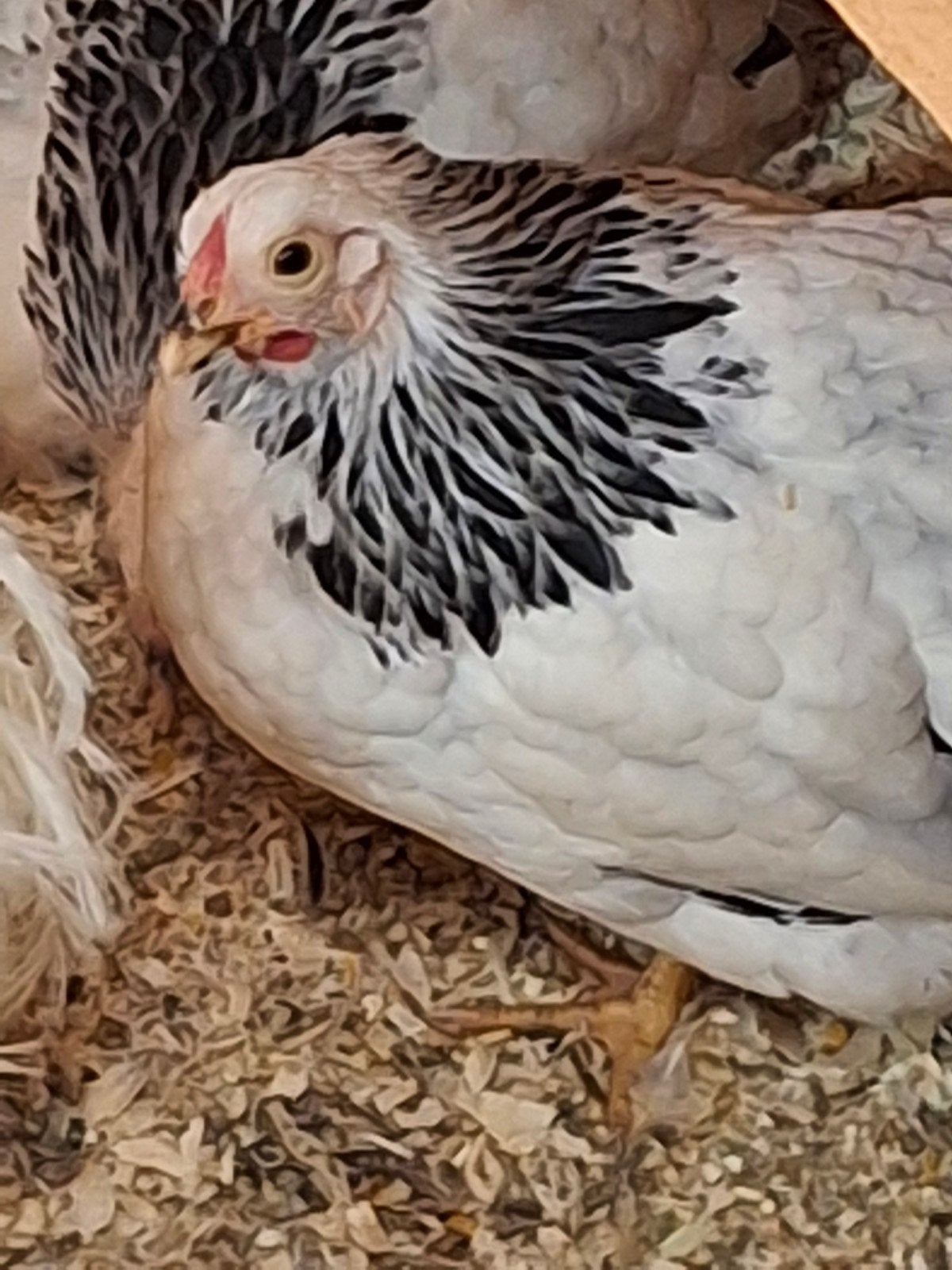 Wyandotte kriel hennetjes te koop.  Jonge hennetjes, colomb., Dieren en Toebehoren, Pluimvee, Vrouwelijk, Kip
