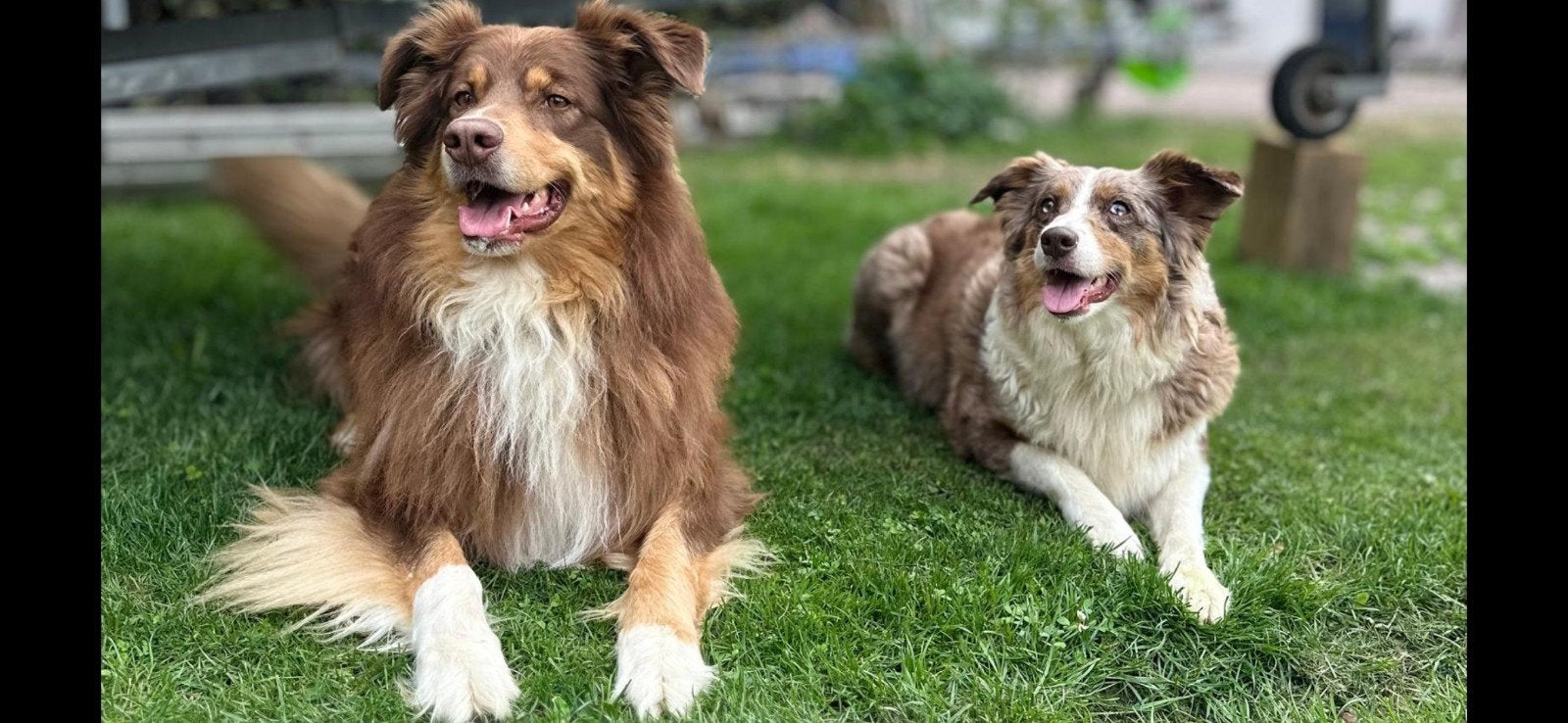 Nog 2 prachtige pups zoeken een liefdevol nieuw baasje!, Dieren en Toebehoren, Honden | Herdershonden en Veedrijvers, 8 tot 15 weken