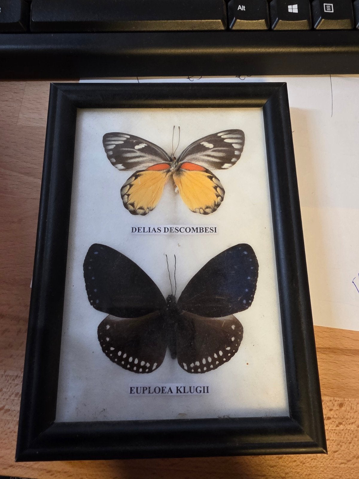 2 ingelijste vlinders: Delias Descombesi & Euploea Klugii, Verzamelen, Dierenverzamelingen, Gebruikt, Opgezet dier, Insect, Ophalen of Verzenden