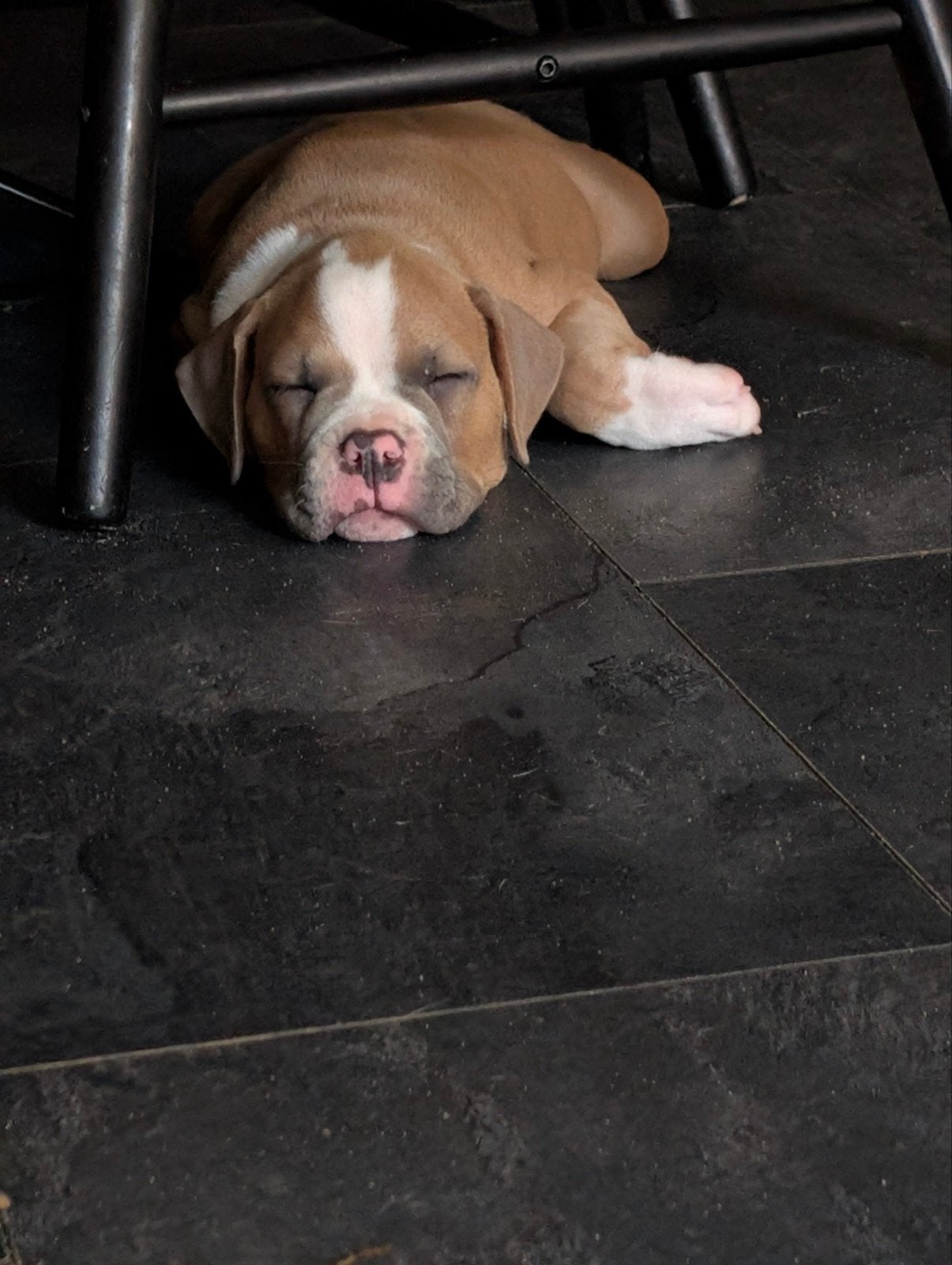 Prachtige old English Bulldog kruising mogen uitvliegen🩵🩷, Dieren en Toebehoren, Honden | Bulldogs, Pinschers en Molossers, Parvo