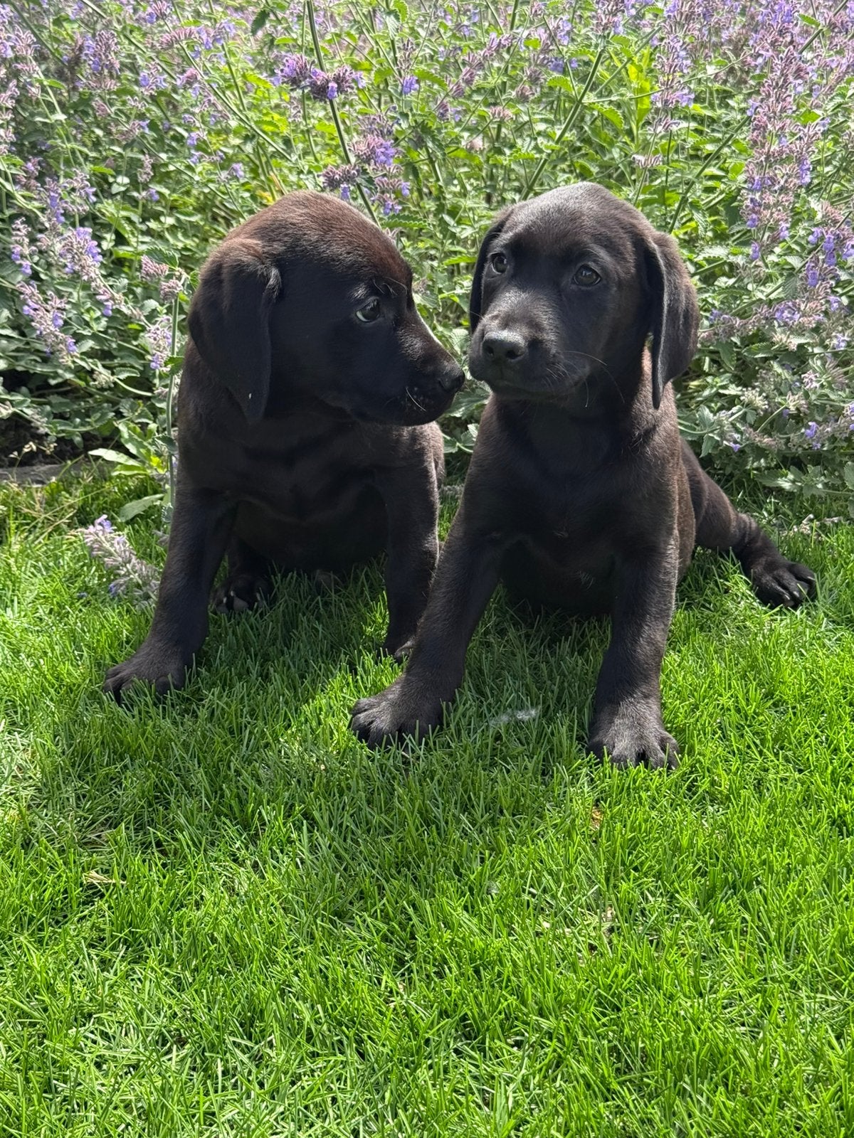 Labrador Retriever, Dieren en Toebehoren, Honden | Retrievers, Spaniëls en Waterhonden, Nederland, Parvo, 8 tot 15 weken, Labrador retriever