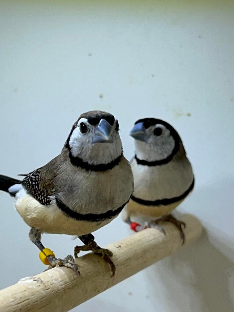 Bichenow asrilde ruilen, Dieren en Toebehoren, Vogels | Overige Vogels, Meerdere dieren