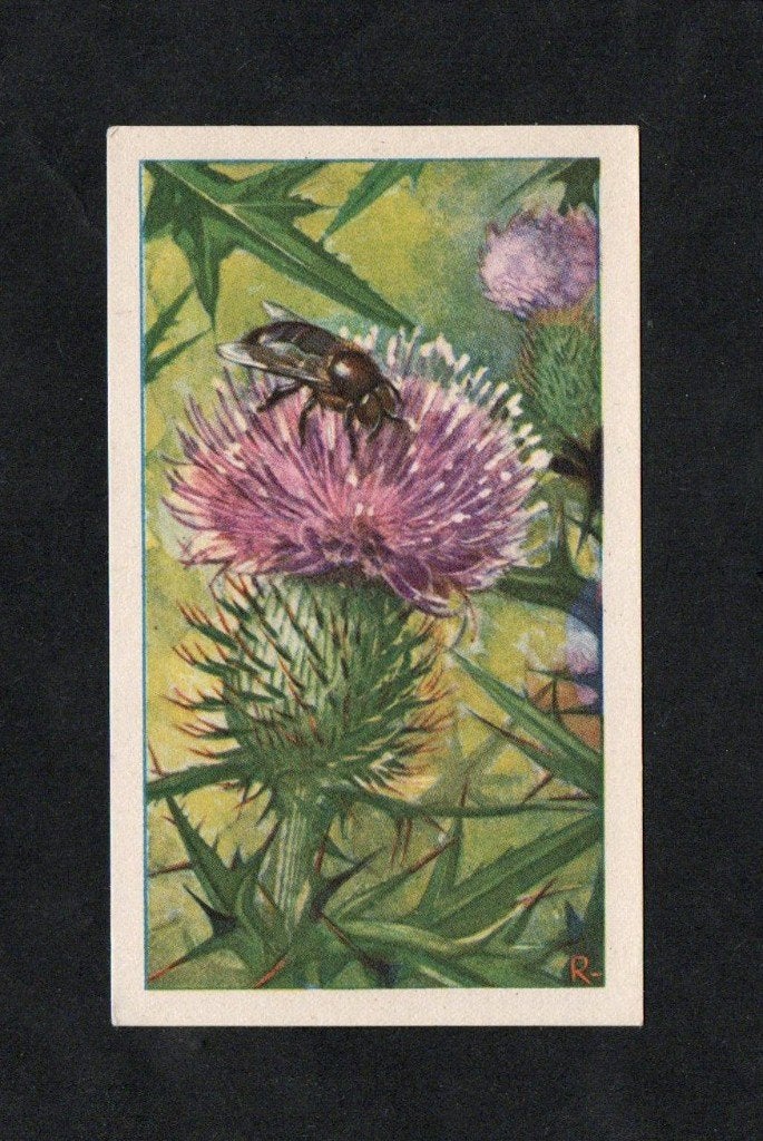 Verzamelplaatje Bij Dar Honingbij op Speerdistel., Ophalen of Verzenden, Zo goed als nieuw